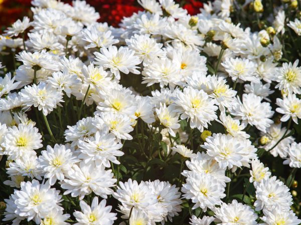 White Mum