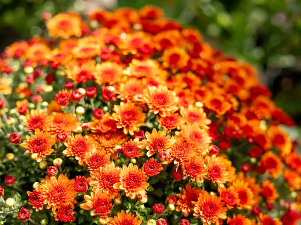 Bronze Mum