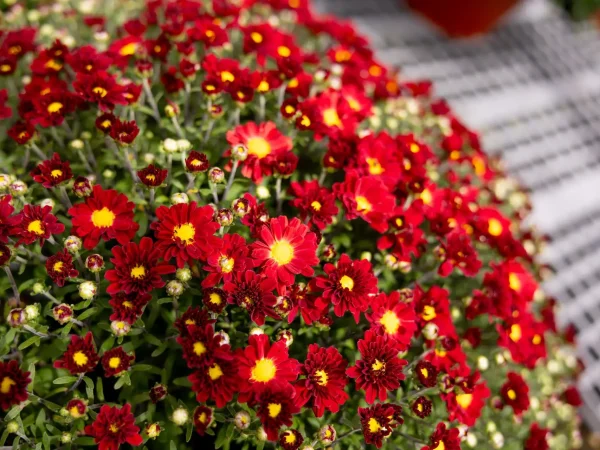 Red Mum