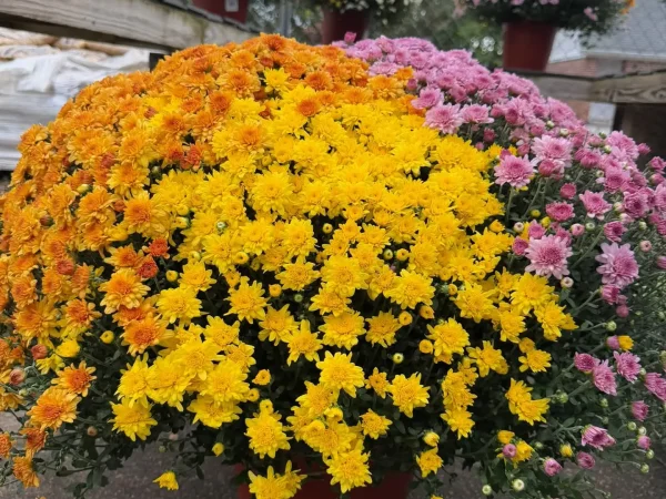Tricolor Mum