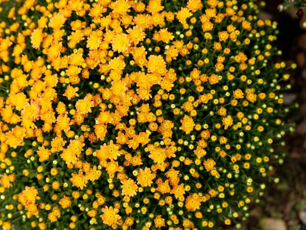 Yellow Mum